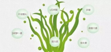 抗癌圣品 富含dha 蛋白質是魚肉的3倍 葉綠素是蔬菜10倍