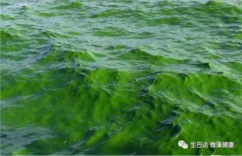 品牌事丨螺旋藻 小球藻原料優(yōu)質(zhì)供應(yīng)商 生巴達(dá)的健康夢(mèng)