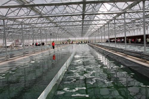 世界上最大的低溫螺旋藻竟然產于內蒙這個旗