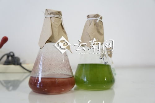 科研引領，創新驅動 綠A創新源動力研發中心與中國螺旋藻產業的騰飛